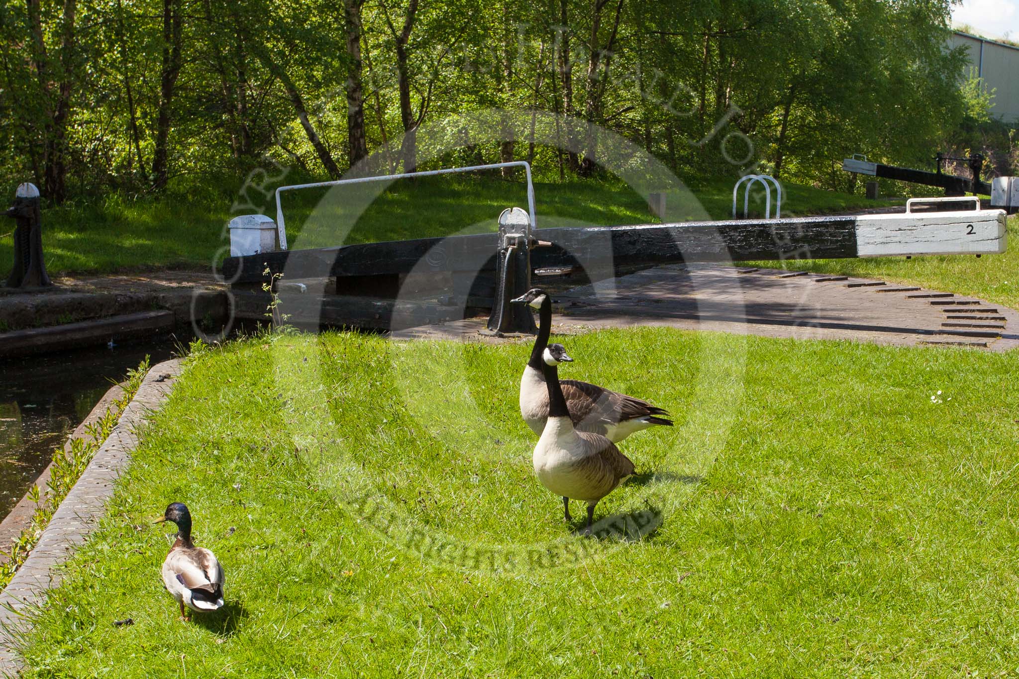 Photo 1305251241305D25502HaraldJoergens BCN Marathon Challenge 2013: Canadian Geese at Spon Lane Lock No. 2. The Spon Lane Locks link the BCN Old Main Line and the New Main Line between Spon Lane Junction and Bromford Junction..
Birmingham Canal Navigation,
United Kingdom,
on 25 May 2013 at 12:41, image #169