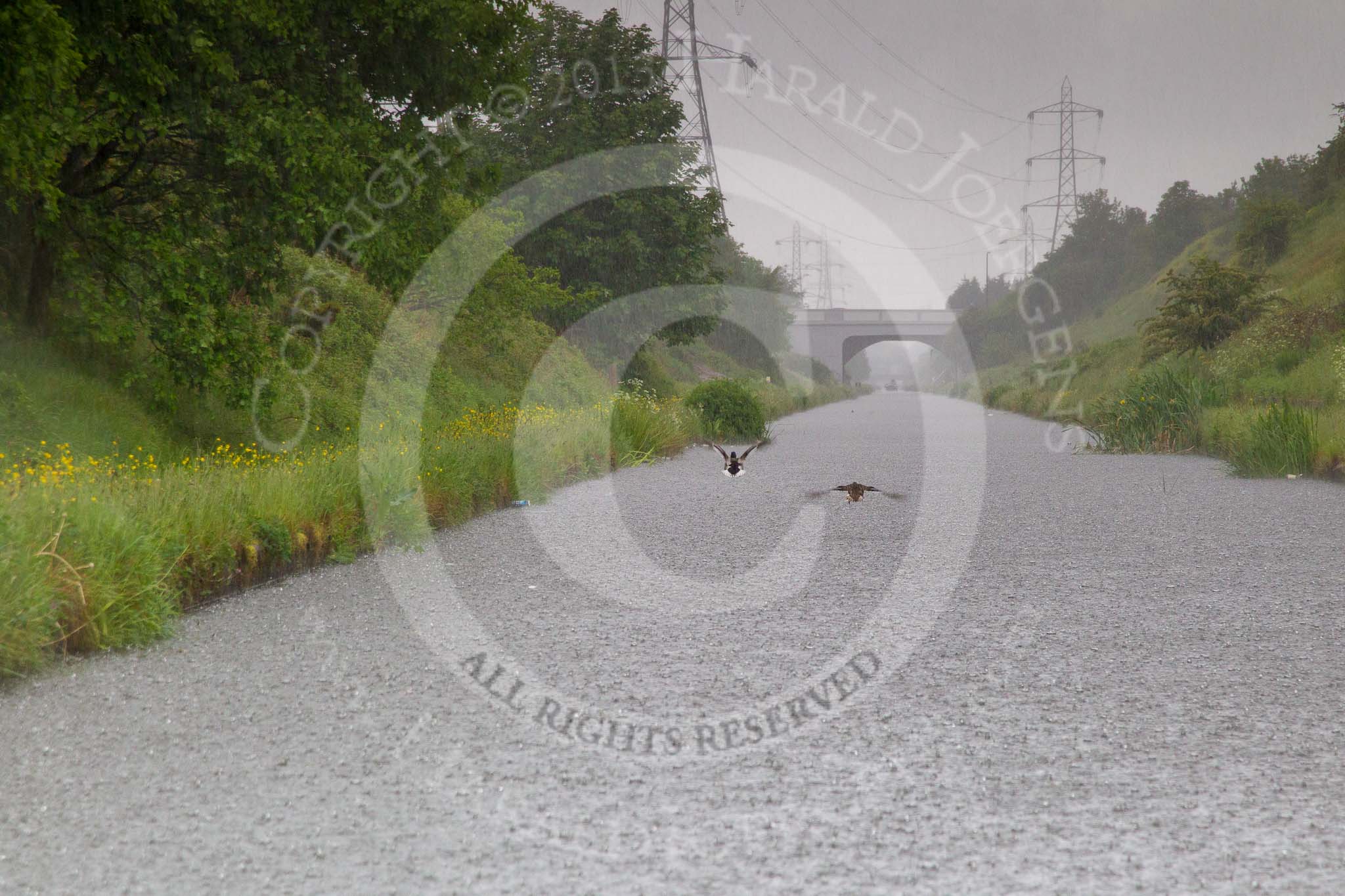 BCN Marathon Challenge 2014: Tame Valley Canal between the M5 aqueduct and Crankhall Lane Bridge.
Birmingham Canal Navigation,


United Kingdom,
on 24 May 2014 at 15:18, image #147