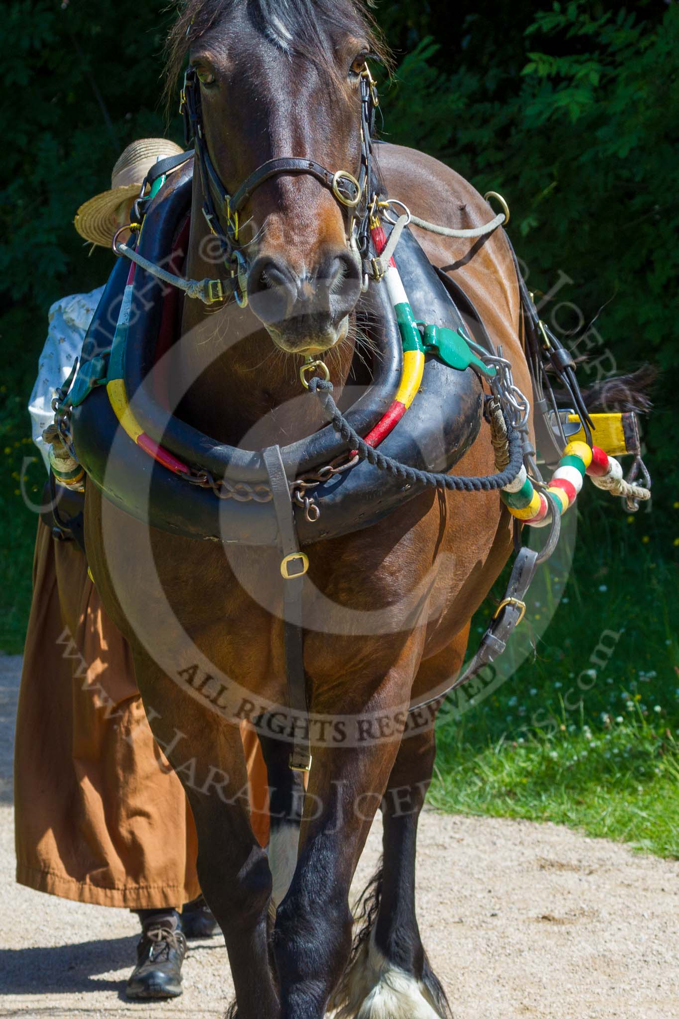 : Boat horse Balbo Baggins, age 21, height 15.5hh, a mixed breed Frisian/Clydesdale.




on 03 July 2015 at 14:43, image #21