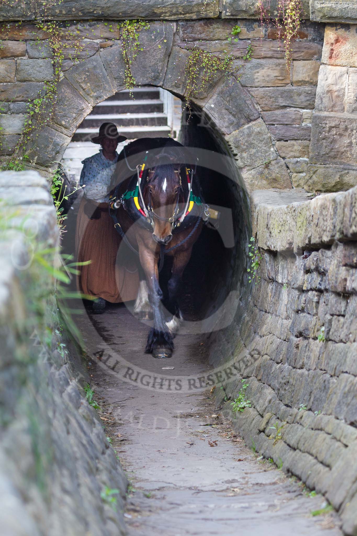 : Sue Day (Horseboating Society) with horse Bilbo walking through the horse tunnel of Marple lock 13..




on 03 July 2015 at 17:42, image #82