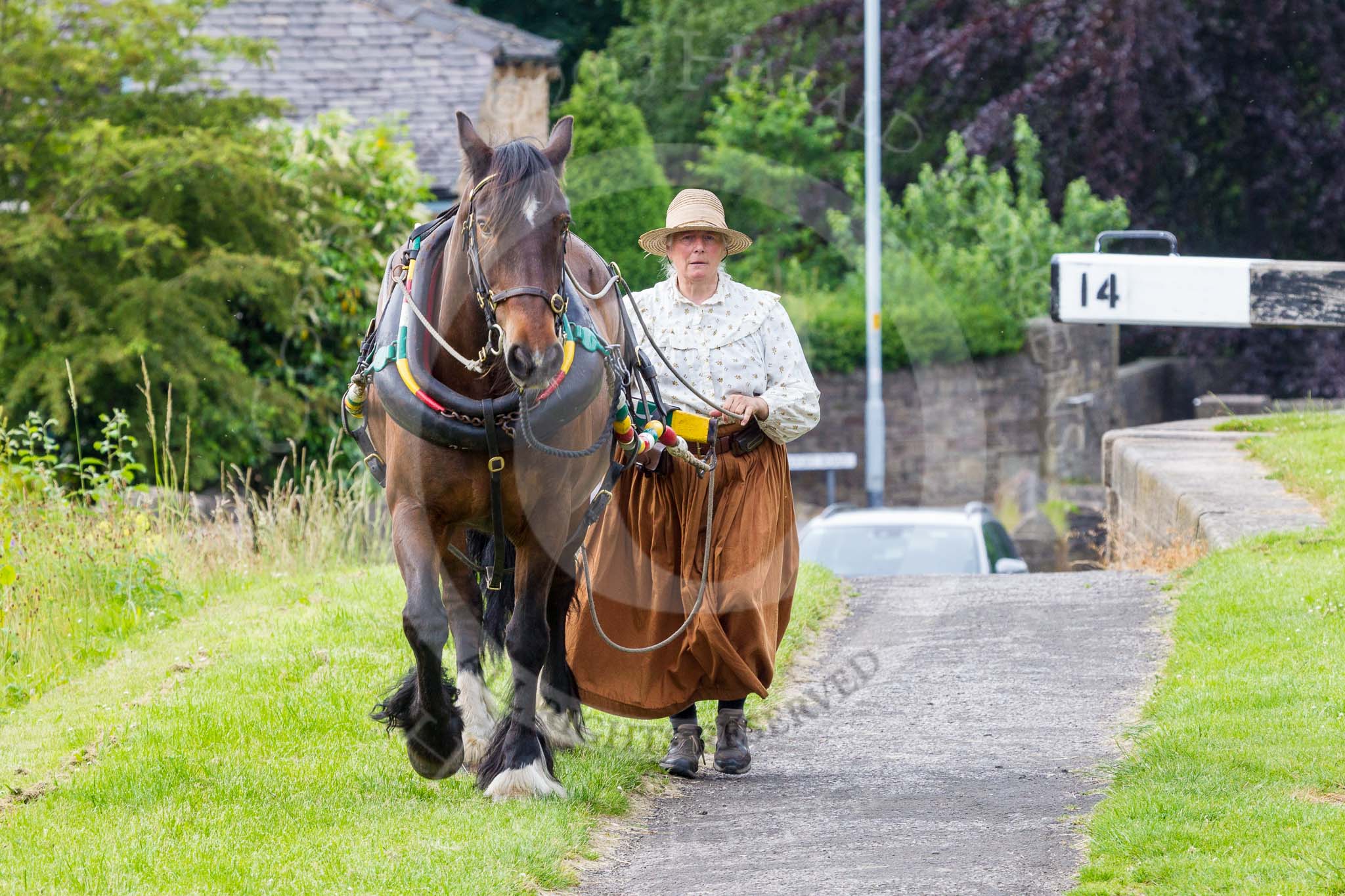 : Sue Day (Horseboating Society) walking horse Bilbo past Marple lock 14 whilst narrowboat Maria is in the lock.




on 03 July 2015 at 18:02, image #91