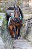 : Sue Day (Horseboating Society) with horse Bilbo leaving the horse tunnel of Marple lock 13..




on 03 July 2015 at 17:42, image #85