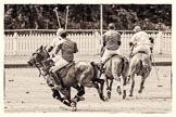 7th Heritage Polo Cup finals: La Mariposa Sebastian Funes chasing the ball..
Hurtwood Park Polo Club,
Ewhurst Green,
Surrey,
United Kingdom,
on 05 August 2012 at 13:35, image #29