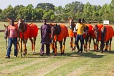 African Patrons Cup 2012, Semi-Finals.
Fifth Chukker Polo & Country Club,
Kaduna,
Kaduna State,
Nigeria,
on 03 November 2012 at 15:30, image #9