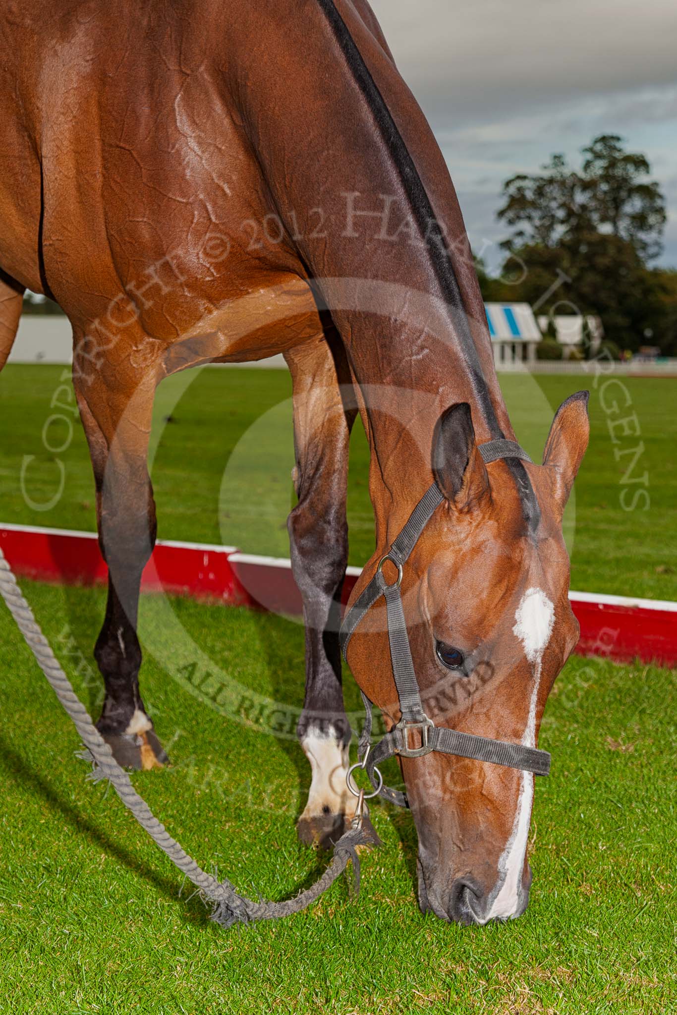 DBPC Polo in the Park 2012: Price giving - the best pony!.
Dallas Burston Polo Club,
Stoneythorpe Estate,
Southam,
Warwickshire,
United Kingdom,
on 16 September 2012 at 18:02, image #301