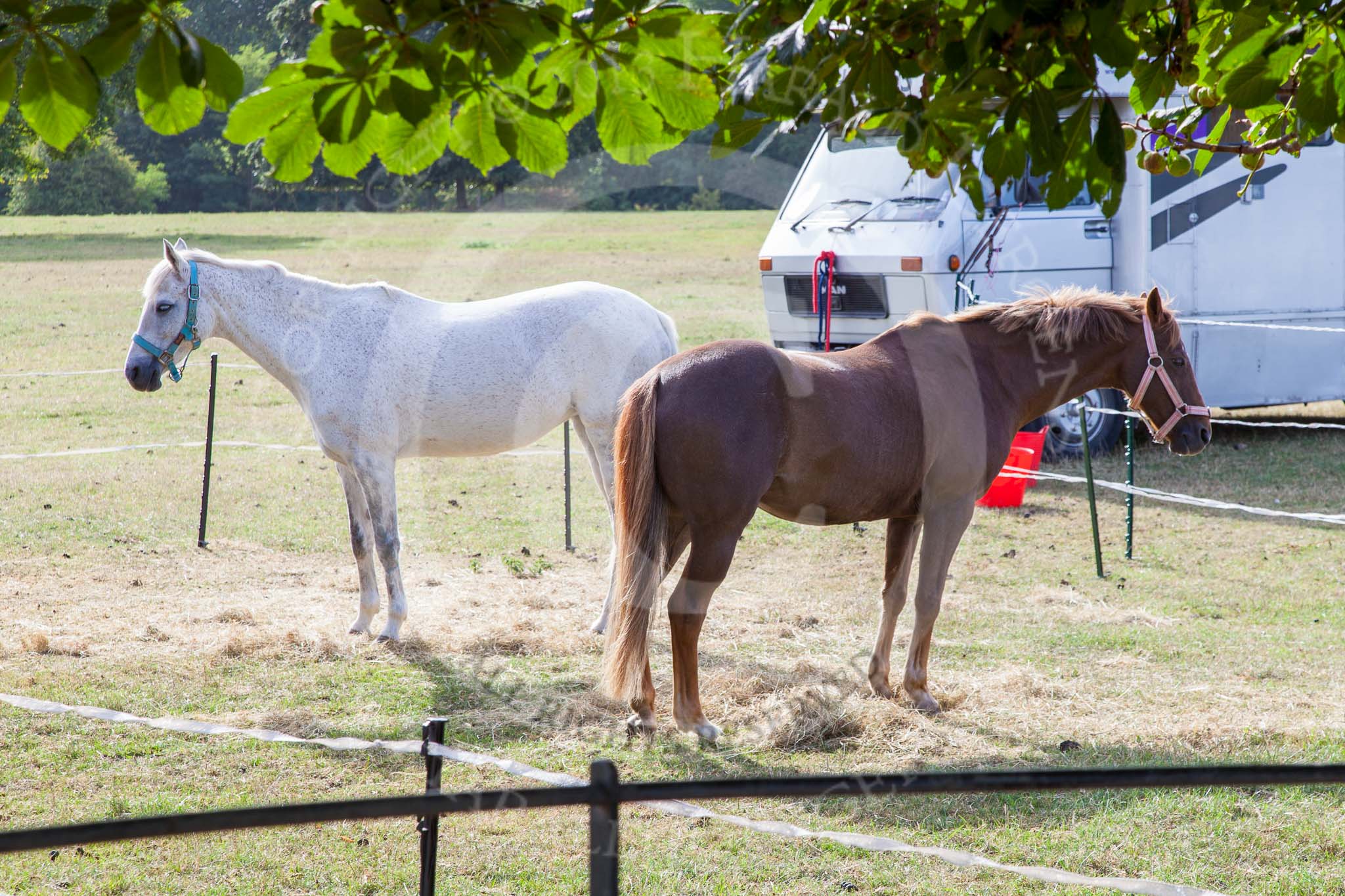 DBPC Polo in the Park 2013: A walk around the Stoneythorpe Estate in the morning of the event: Polo ponies on the estern side of the estate..
Dallas Burston Polo Club, ,
Southam,
Warwickshire,
United Kingdom,
on 01 September 2013 at 09:40, image #11