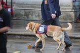 A "Hounds for Heroes Cadet" marching past the Foreign and Commonwealth Office with his handler before the Remembrance Sunday Cenotaph Ceremony 2018 at Horse Guards Parade, Westminster, London, 11 November 2018, 08:48.