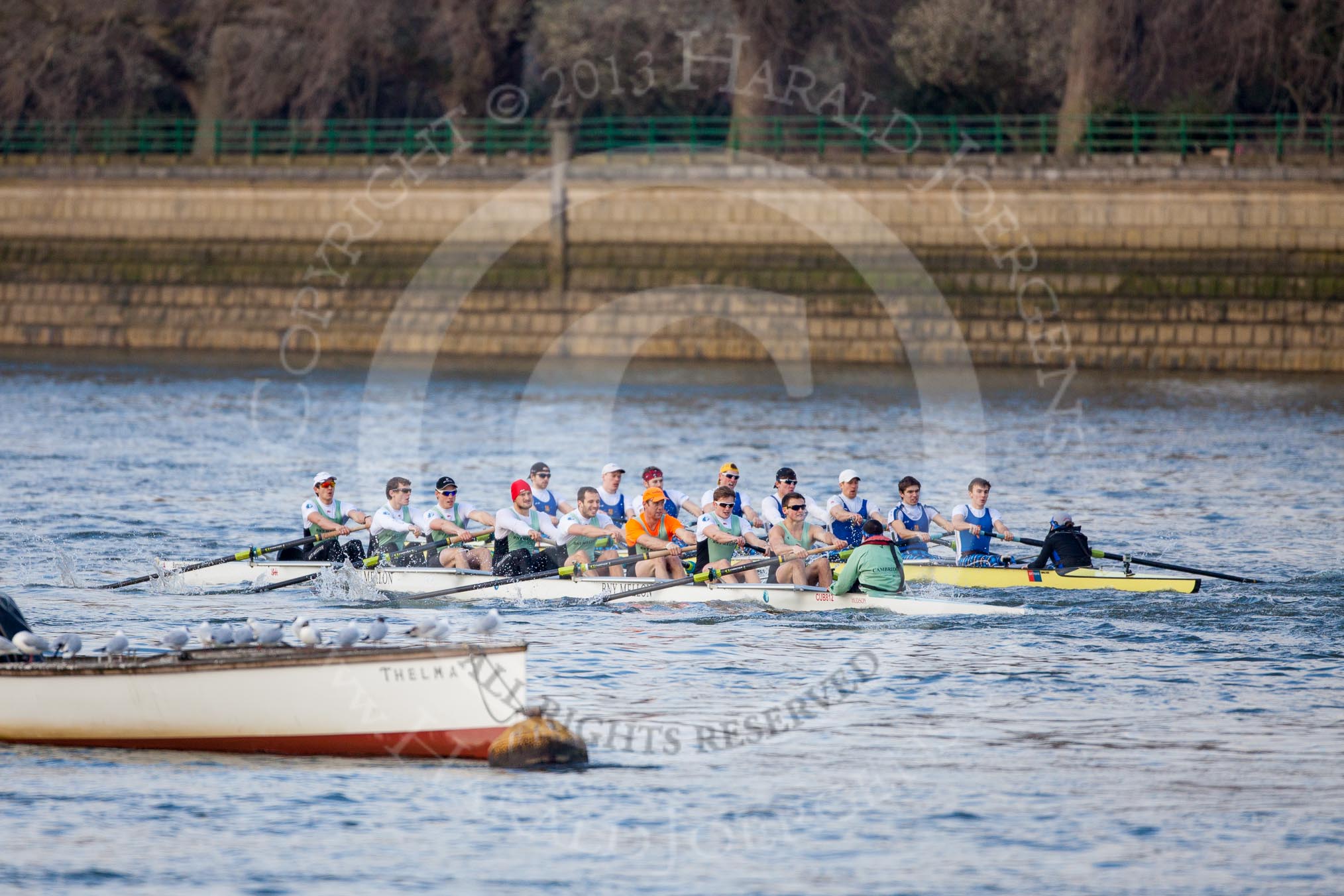 The Boat Race season 2013 - fixture CUBC vs Leander: The Goldie vs Imperial BC fixture..
River Thames Tideway between Putney Bridge and Mortlake,
London SW15,

United Kingdom,
on 02 March 2013 at 15:23, image #56