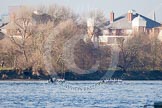 The Boat Race season 2013 - fixture CUBC vs Leander: The Goldie vs Imperial BC fixture..
River Thames Tideway between Putney Bridge and Mortlake,
London SW15,

United Kingdom,
on 02 March 2013 at 15:26, image #64