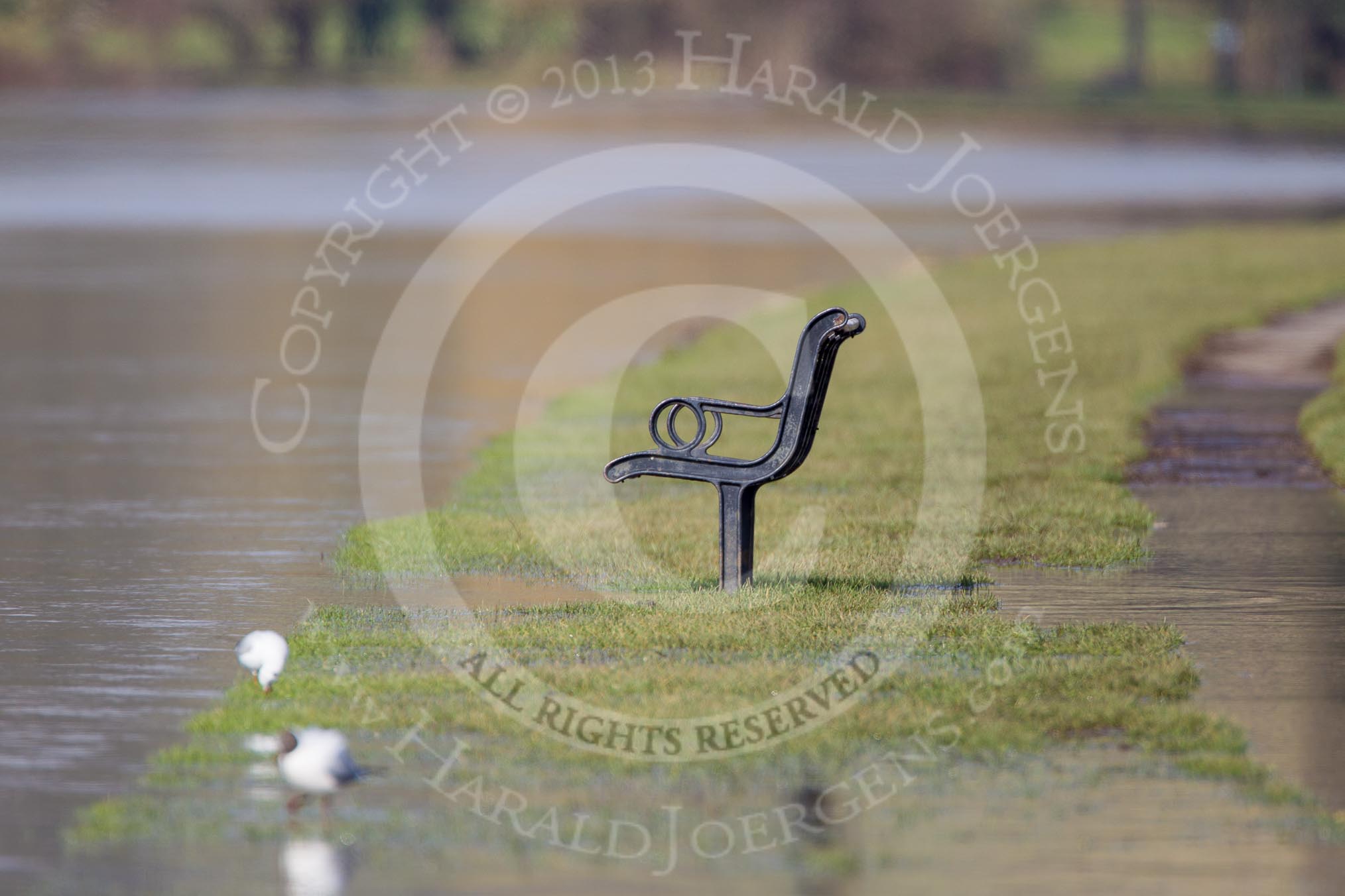 The Boat Race season 2013 - CUWBC training: Flooded towpath at the flooded River Thames near Remenham..
River Thames near Remenham,
Henley-on-Thames,
Oxfordshire,
United Kingdom,
on 19 March 2013 at 14:28, image #12