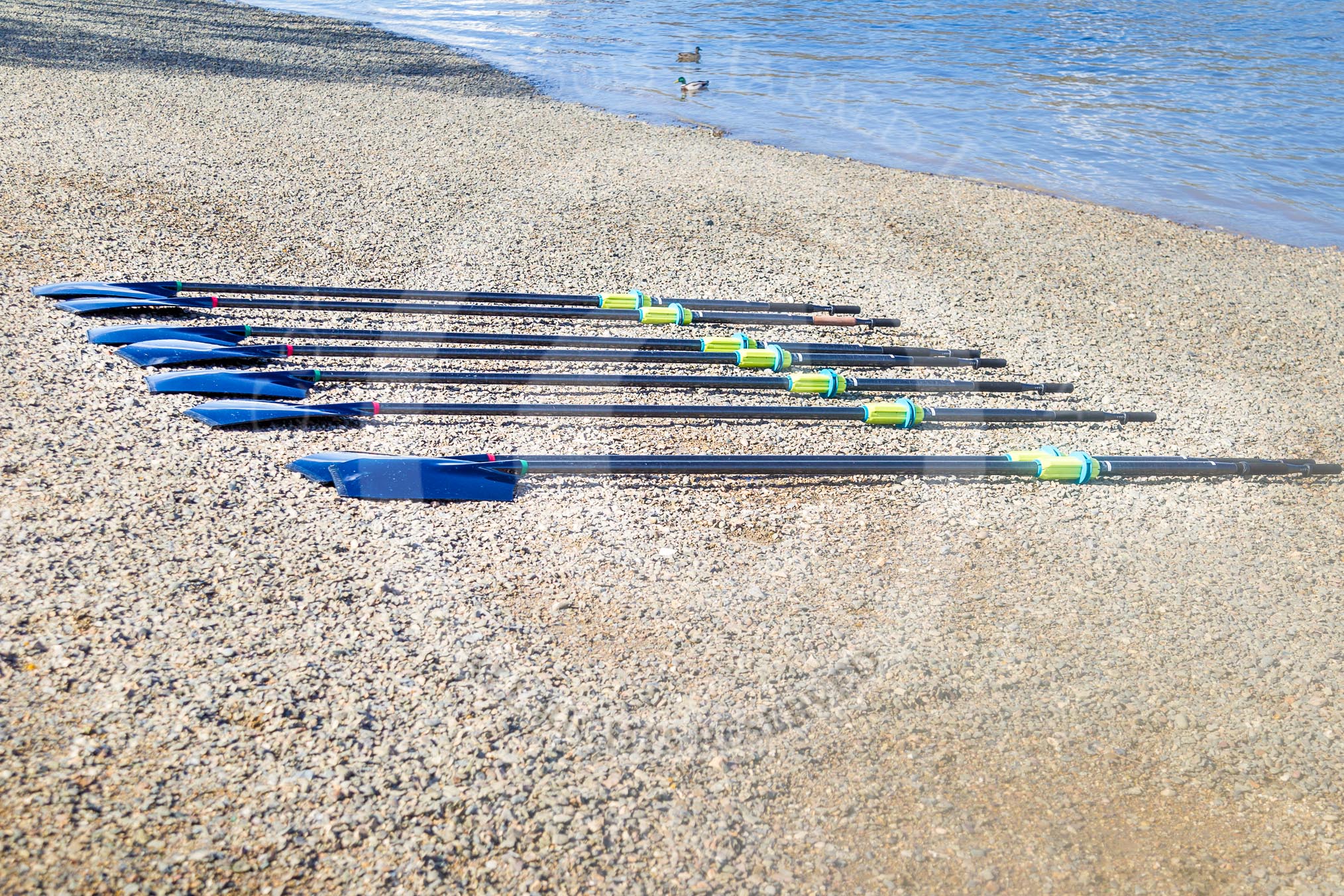 The Boat Race season 2015 - Newton Women's Boat Race.
River Thames between Putney and Mortlake,
London,

United Kingdom,
on 11 April 2015 at 15:40, image #62