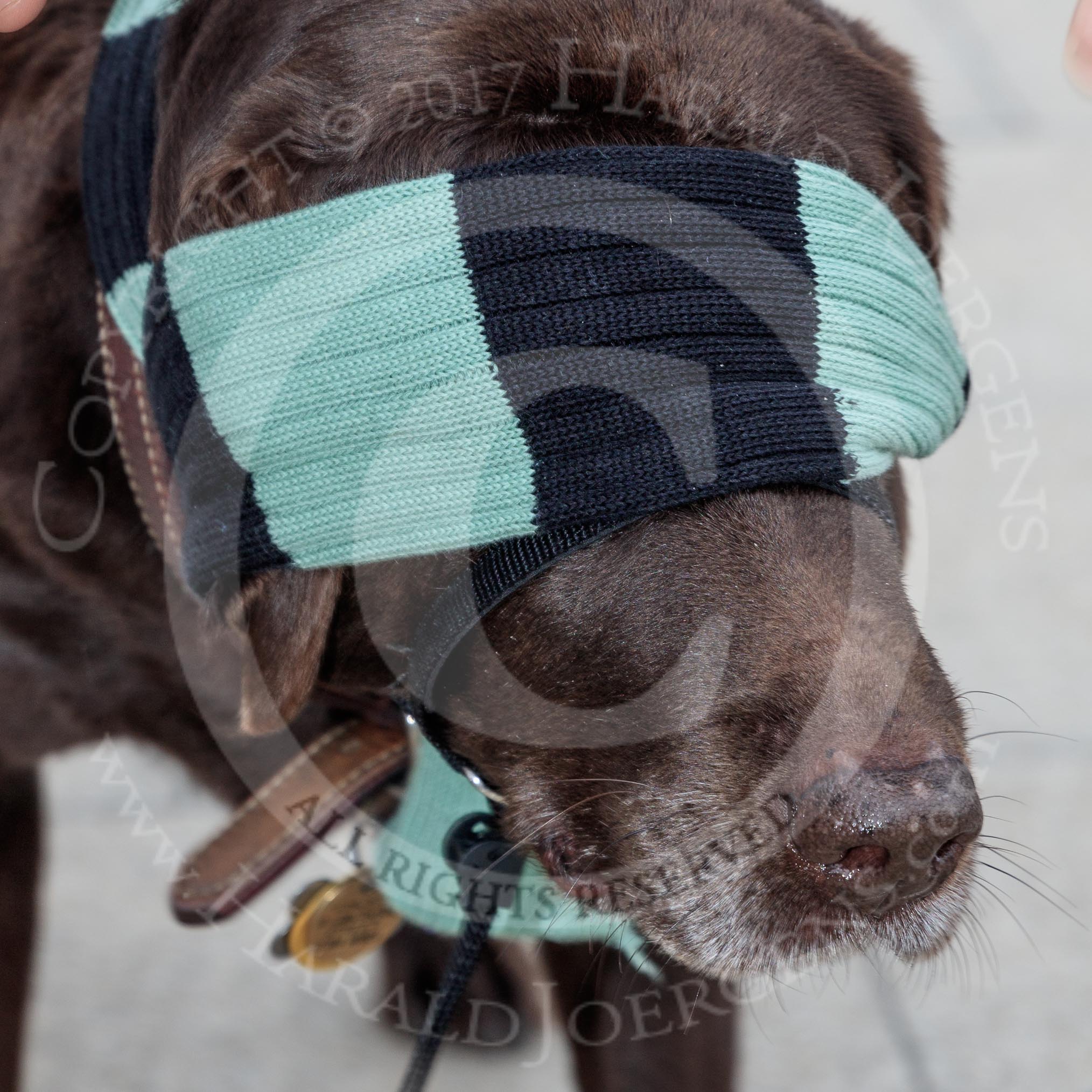 The Cancer Research UK Women's Boat Race 2018: This dog seems to be pretty sure which blue he is!.
River Thames between Putney Bridge and Mortlake,
London SW15,

United Kingdom,
on 24 March 2018 at 13:14, image #7