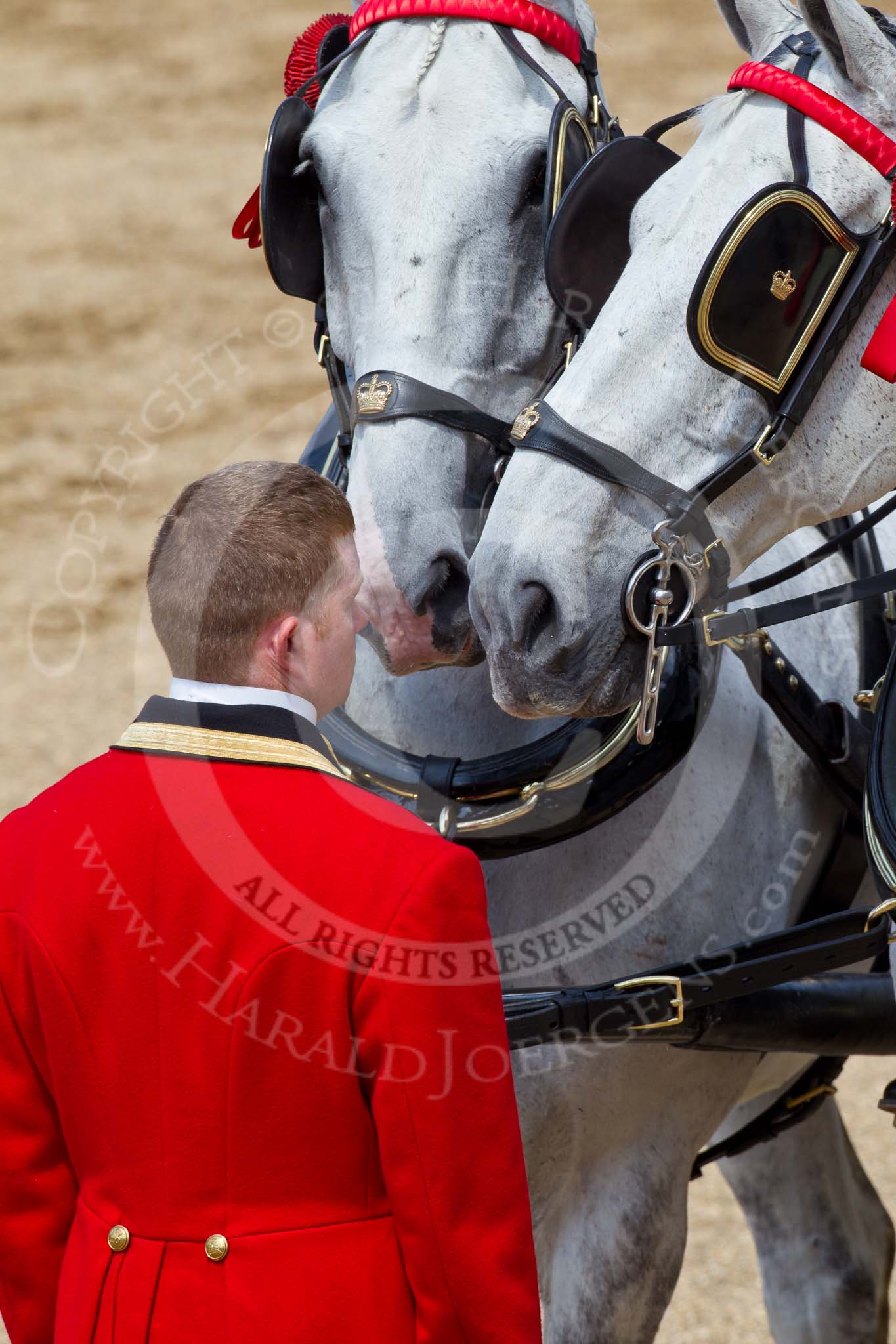 The Colonel's Review 2011: A footman from the Royal Mews with the two Windsor Grey horses that will pull the ivory mounted phaeton at the 'real' parade..
Horse Guards Parade, Westminster,
London SW1,

United Kingdom,
on 04 June 2011 at 12:06, image #286