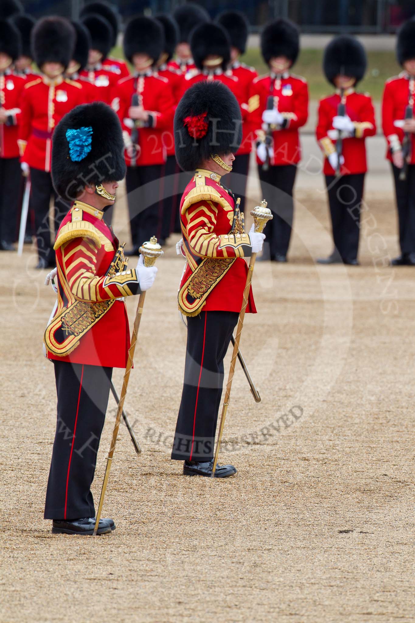 The Major General's Review 2011: Two Drum Majors: Drum Major Alan Harvey, Irish Guards (with the blue plume), leading the Band of the Scots Guard, and Drum Major S Fitzgerald, Coldstream Guards (the red plume), leading the Band of the Coldstream Guards..
Horse Guards Parade, Westminster,
London SW1,
Greater London,
United Kingdom,
on 28 May 2011 at 11:58, image #260