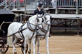 The Major General's Review 2011: Arriving with a carriage instead of the ivory mounted phaeton used in the 'real' parade, head coachman Jack Hargreaves riding one of the two Windsor Grey horses..
Horse Guards Parade, Westminster,
London SW1,
Greater London,
United Kingdom,
on 28 May 2011 at 10:59, image #103