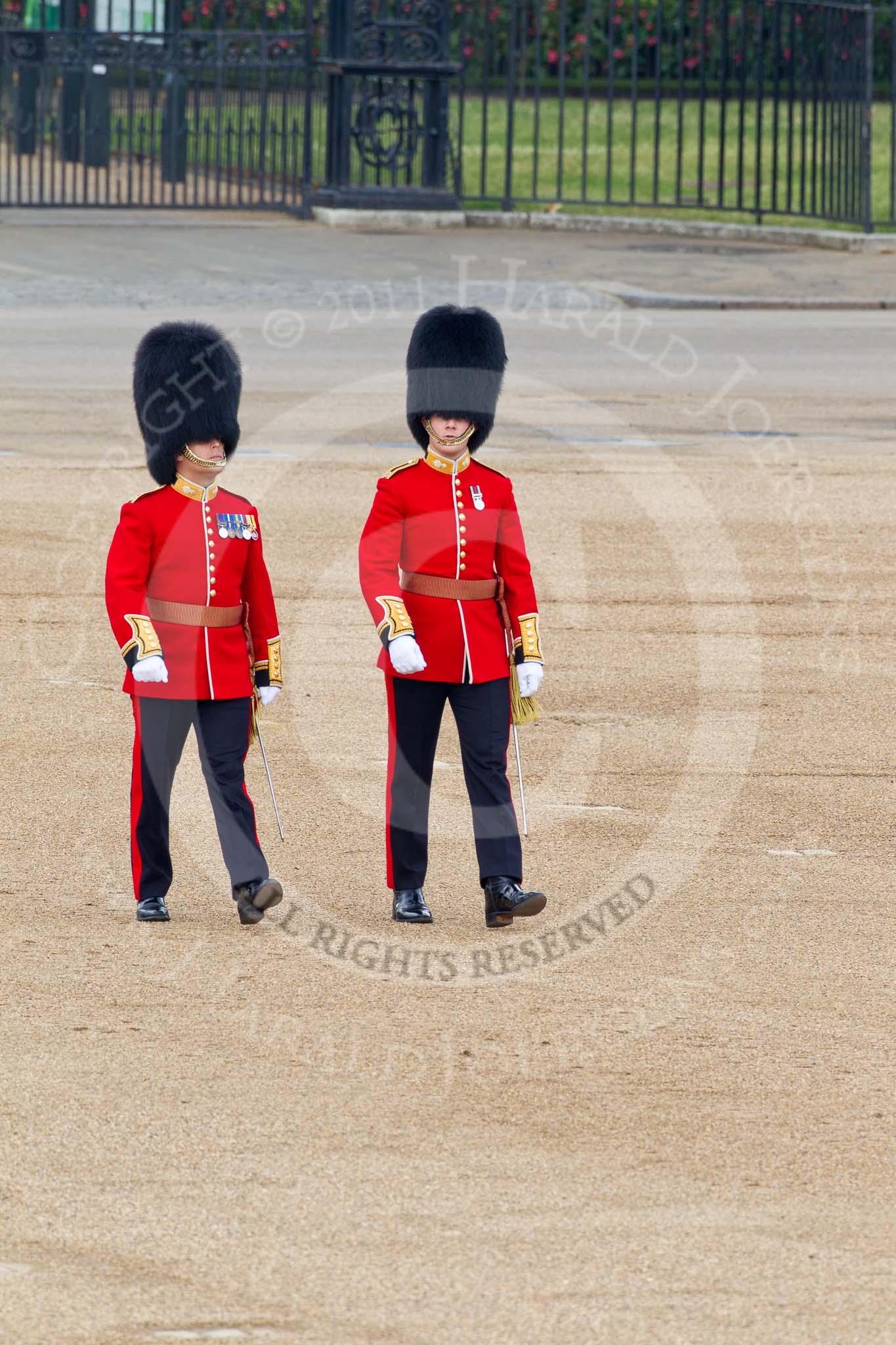 Trooping the Colour 2011: Subaltern and Ensign of No. 4 Guard, Nijmegen Company Grenadier Guards, crossing Horse Guards Parade from the position of No. 4 Guard towards Horse Guards Arch..
Horse Guards Parade, Westminster,
London SW1,
Greater London,
United Kingdom,
on 11 June 2011 at 09:54, image #7