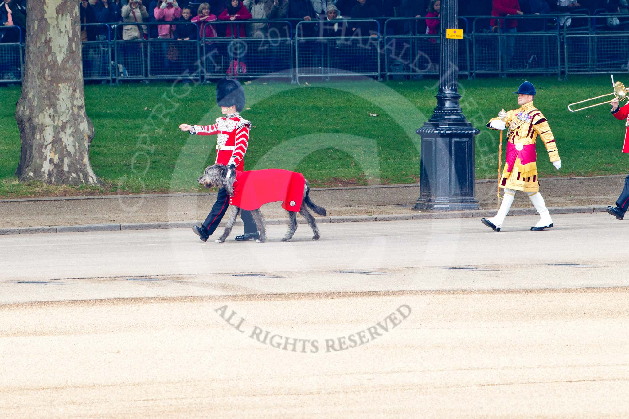 Trooping the Colour 2011: Conmael, an Irish Wolfhound, is the Regimental Mascot of the Band of the Irish Guards. All Regimental dogs have been named after the High Kings and Legendary Chieftains of Ireland. Conmael does not take part in the parade.
Conmael has also been at the Royal Wedding in 2011. 

He is led here by his handler, a member of the Corps of Drums, on Horse Guards Road, in front of spectators watching the parade from St Jame's Park.

On the right Senior Drum Major Ben Roberts, Coldstream Guards, leading the Band of the Welsh Guards..
Horse Guards Parade, Westminster,
London SW1,
Greater London,
United Kingdom,
on 11 June 2011 at 10:12, image #11