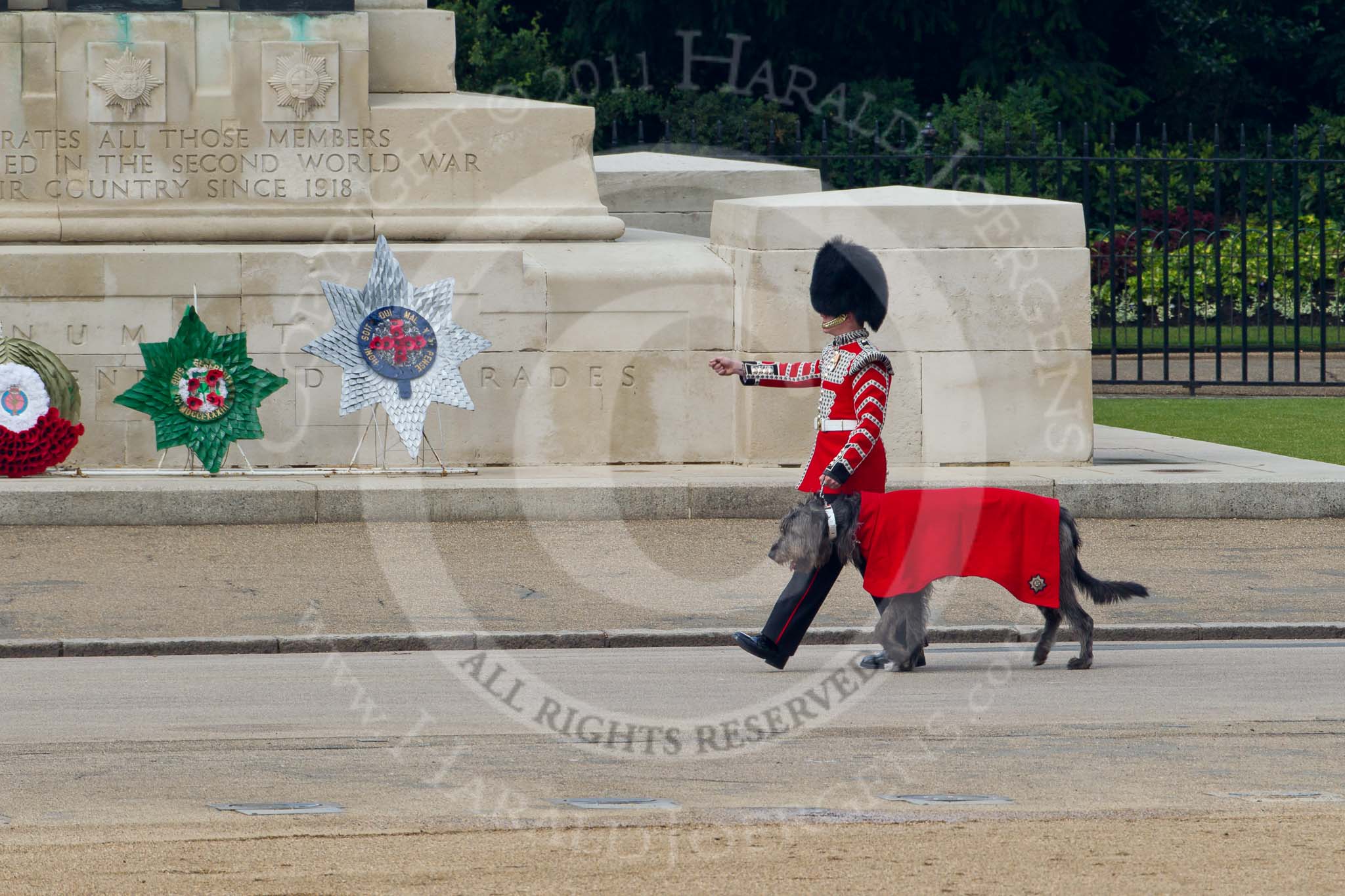 Trooping the Colour 2011: Conmael, an Irish Wolfhound, is the Regimental Mascot of the Band of the Irish Guards. All Regimental dogs have been named after the High Kings and Legendary Chieftains of Ireland. Conmael does not take part in the parade.
Conmael has also been at the Royal Wedding in 2011. 

He is led here by his handler, a member of the Corps of Drums, on Horse Guards Road, in front of  the Guards Memorial..
Horse Guards Parade, Westminster,
London SW1,
Greater London,
United Kingdom,
on 11 June 2011 at 10:13, image #13