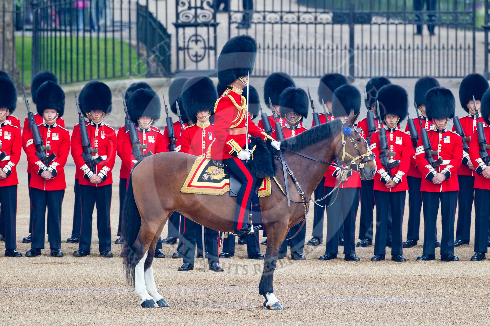 Trooping the Colour 2011: The Field Officer in Brigade Waiting, Lieutenant Colonel Lincoln P M Jopp, riding Burniston, the 'parade expert' horse of the Royal Mews. Behind him No. 2 Guard, B Company Scots Guards..
Horse Guards Parade, Westminster,
London SW1,
Greater London,
United Kingdom,
on 11 June 2011 at 10:47, image #79