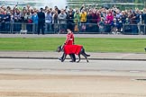 Trooping the Colour 2011: Conmael, an Irish Wolfhound, is the Regimental Mascot of the Band of the Irish Guards. All Regimental dogs have been named after the High Kings and Legendary Chieftains of Ireland. 
Conmael has also been at the Royal Wedding in 2011. Conmael does not take part in the parade.

He is led here by his handler, a member of the Corps of Drums, on Horse Guards Road, in front of spectators watching the parade from St Jame's Park..
Horse Guards Parade, Westminster,
London SW1,
Greater London,
United Kingdom,
on 11 June 2011 at 10:13, image #15