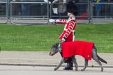 Trooping the Colour 2012: Another close look at Conmael, the Irish Wolfhound mascot dog of the Band of the Irish Guards, with his handler..
Horse Guards Parade, Westminster,
London SW1,

United Kingdom,
on 16 June 2012 at 10:25, image #47