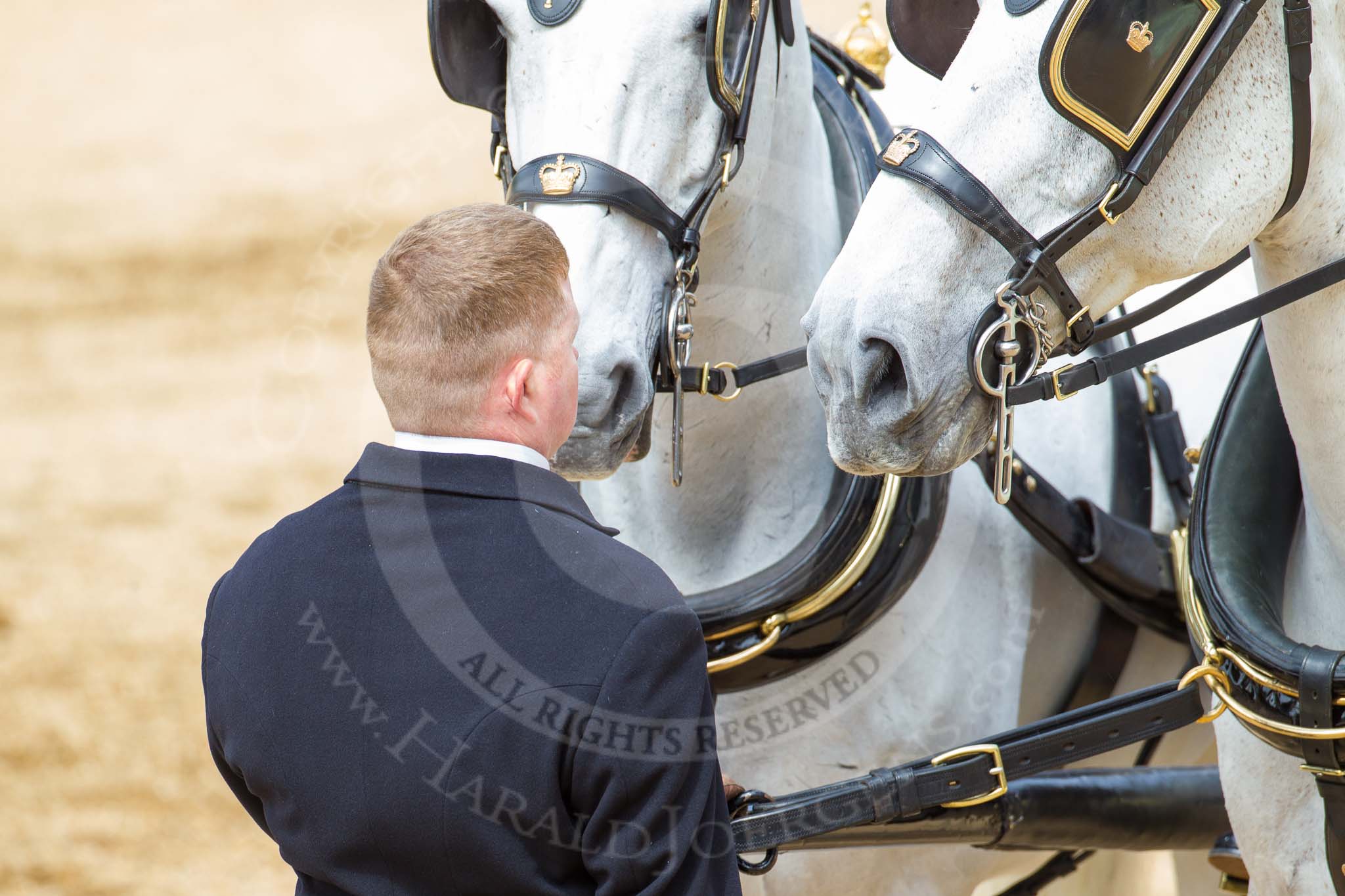 Major General's Review 2013: The two Windsor Grey horses pulling the  carriage that will carry HM The Queen..
Horse Guards Parade, Westminster,
London SW1,

United Kingdom,
on 01 June 2013 at 12:06, image #708