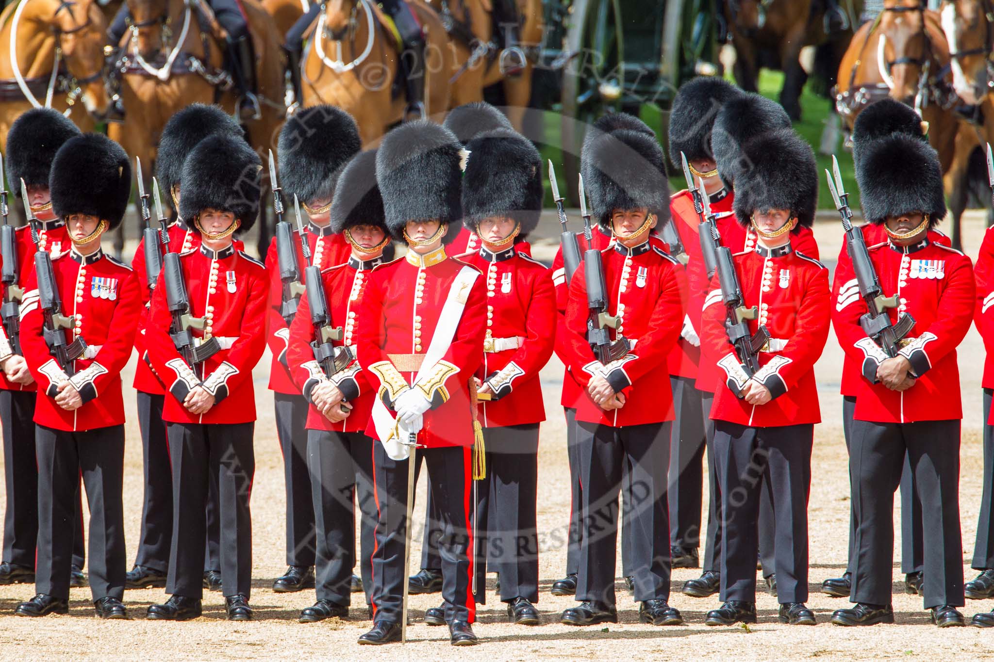 Trooping the Colour 2013: No. 1 Guard (Escort for the Colour),1st Battalion Welsh Guards, with the Ensign that will troop the Colour through the ranks. Image #225, 15 June 2013 10:55 Horse Guards Parade, London, UK