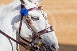 Trooping the Colour 2013: Detail view of Winston, the horse ridden later by the Field Officer, Colonel Bossi. Image #12, 15 June 2013 08:48 Horse Guards Parade, London, UK