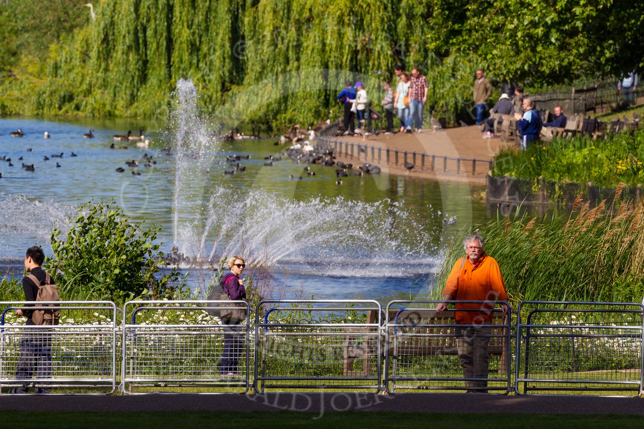 The morning of the Colonel's Review, only a few visitors are at the lake in St James's Park.