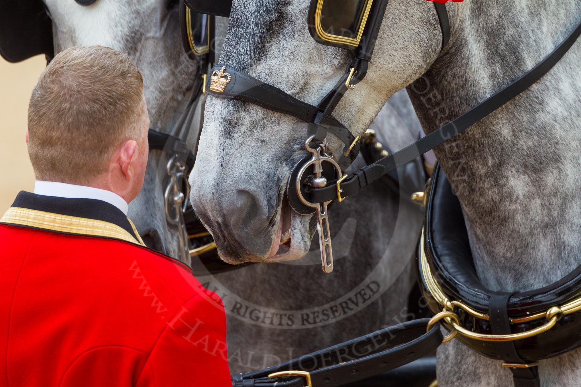 The Colonel's Review 2016.
Horse Guards Parade, Westminster,
London,

United Kingdom,
on 04 June 2016 at 11:00, image #175
