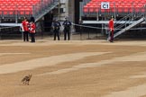 An urban fox running across Horse Guards Parade before Trooping the Colour 2018, The Queen's Birthday Parade at Horse Guards Parade, Westminster, London, 9 June 2018, 09:01.