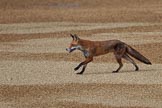 The urban fox crossing Horse Guards Parade again, before Trooping the Colour 2018, The Queen's Birthday Parade at Horse Guards Parade, Westminster, London, 9 June 2018, 10:05.