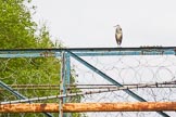 Photo 1505231643281D44811HaraldJoergens BCN 24h Marathon Challenge 2015: Heron on factory footbridge.
Birmingham Canal Navigations,
on 23 May 2015 at 16:43, image #137