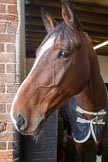 The Light Cavalry HAC Annual Review and Inspection 2014.
Flemish Farm, Windsor Great Park,



on 12 October 2014 at 09:26, image #6