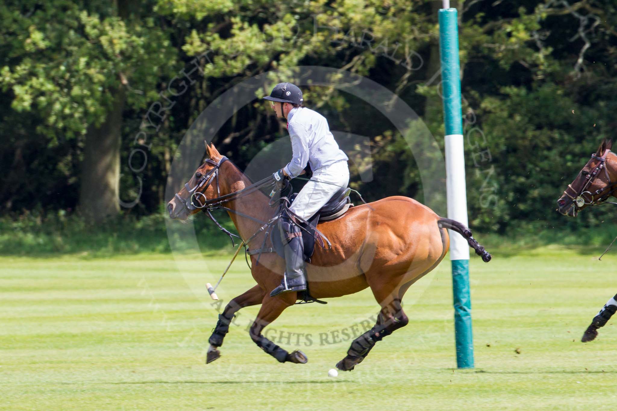 7th Heritage Polo Cup semi-finals: John Martin, Team Silver Fox USA..
Hurtwood Park Polo Club,
Ewhurst Green,
Surrey,
United Kingdom,
on 04 August 2012 at 11:37, image #69