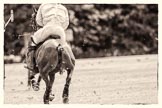 7th Heritage Polo Cup finals: Timothy Rose..
Hurtwood Park Polo Club,
Ewhurst Green,
Surrey,
United Kingdom,
on 05 August 2012 at 14:06, image #64