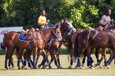 African Patrons Cup 2012 (Friday).
Fifth Chukker Polo & Country Club,
Kaduna,
Kaduna State,
Nigeria,
on 02 November 2012 at 16:06, image #72