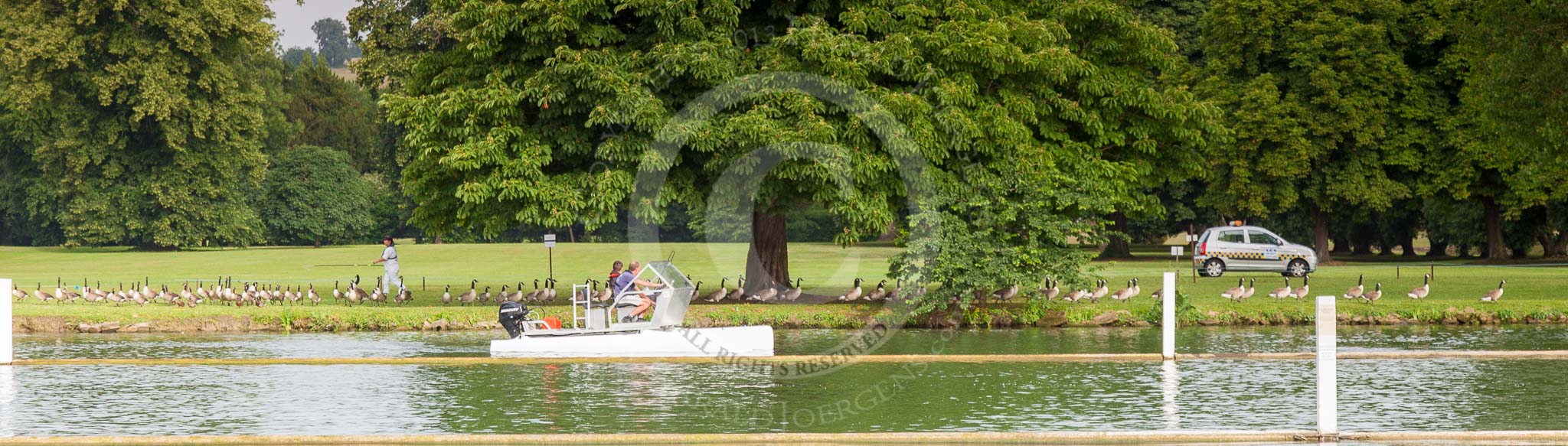 Henley Royal Regatta 2013, Saturday: A flock of Canadian Geese is gently motivated to spend the day further away from the Henley Royal Regatta race course. Image #2, 06 July 2013 08:25 River Thames, Henley on Thames, UK