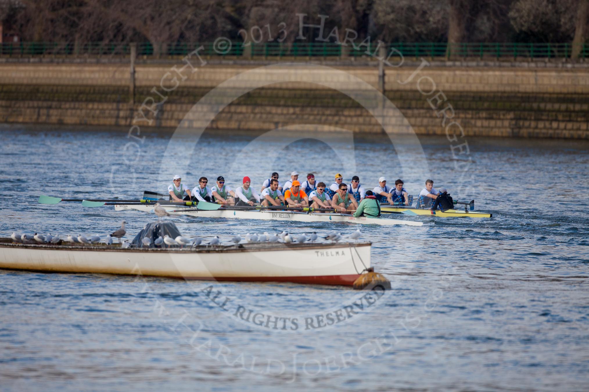 The Boat Race season 2013 - fixture CUBC vs Leander: The Goldie vs Imperial BC fixture..
River Thames Tideway between Putney Bridge and Mortlake,
London SW15,

United Kingdom,
on 02 March 2013 at 15:24, image #57
