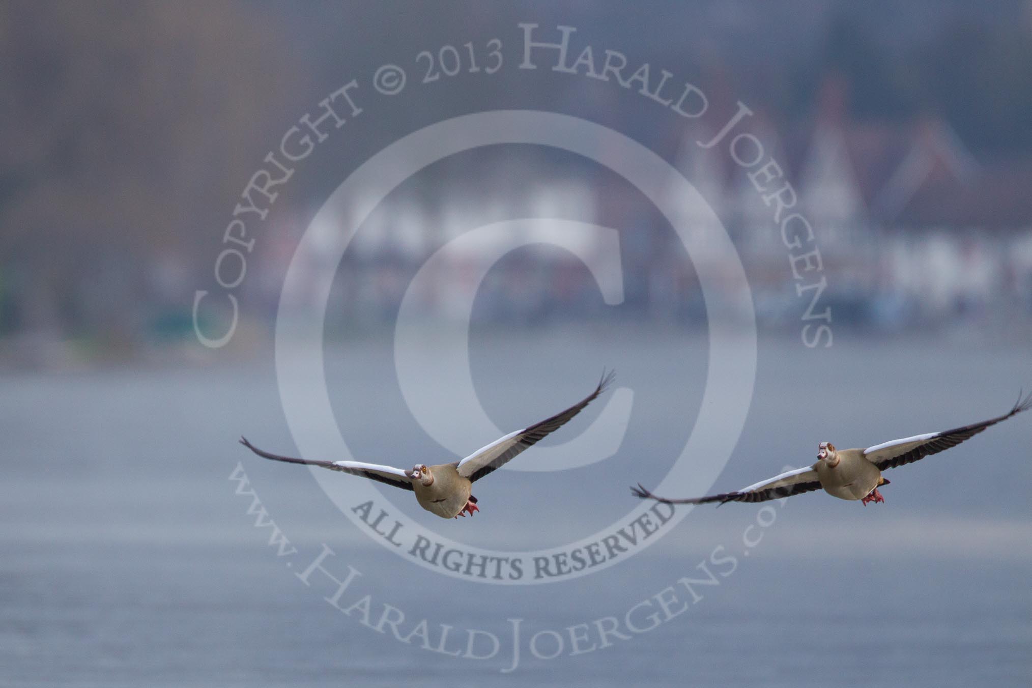 The Boat Race season 2013 - CUWBC training: The inevitable birds - help in identifying the species would be appreciated..
River Thames near Remenham,
Henley-on-Thames,
Oxfordshire,
United Kingdom,
on 19 March 2013 at 16:16, image #132