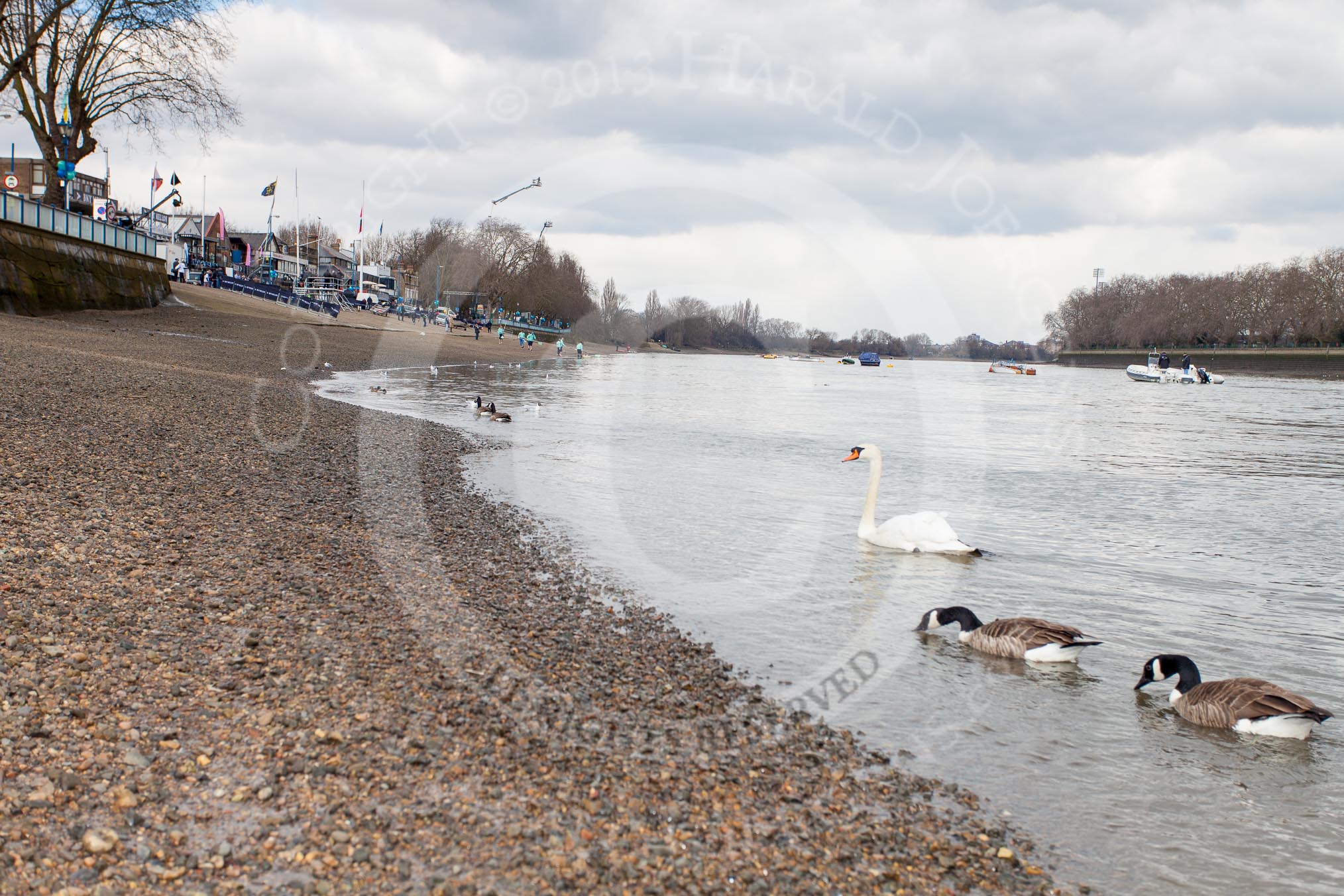 The Boat Race 2013: The River Thames at low tide, seen from near Putney Pier, on the left Putney Embankment getting ready for the 2013 Boat Race..
Putney,
London SW15,

United Kingdom,
on 31 March 2013 at 11:17, image #13