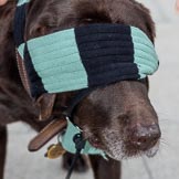 The Cancer Research UK Women's Boat Race 2018: This dog seems to be pretty sure which blue he is!.
River Thames between Putney Bridge and Mortlake,
London SW15,

United Kingdom,
on 24 March 2018 at 13:14, image #7