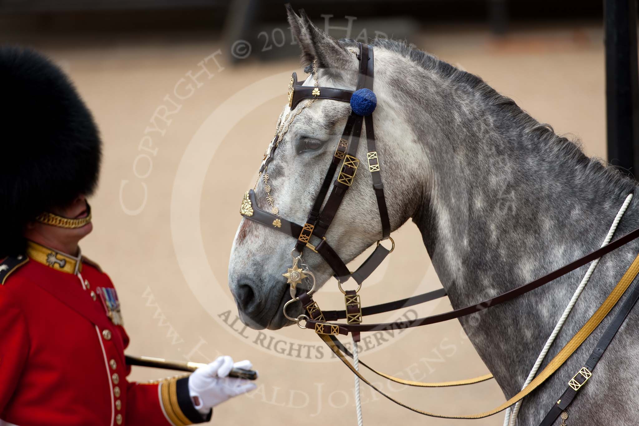 Trooping the Colour 2009: Wellesley, the horse ridden by the Field Officer in Brigade Waiting, Lieutenant Colonel B C Farrell..
Horse Guards Parade, Westminster,
London SW1,

United Kingdom,
on 13 June 2009 at 10:36, image #69