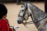 Trooping the Colour 2009: Wellesley, the horse ridden by the Field Officer in Brigade Waiting, Lieutenant Colonel B C Farrell..
Horse Guards Parade, Westminster,
London SW1,

United Kingdom,
on 13 June 2009 at 10:36, image #69