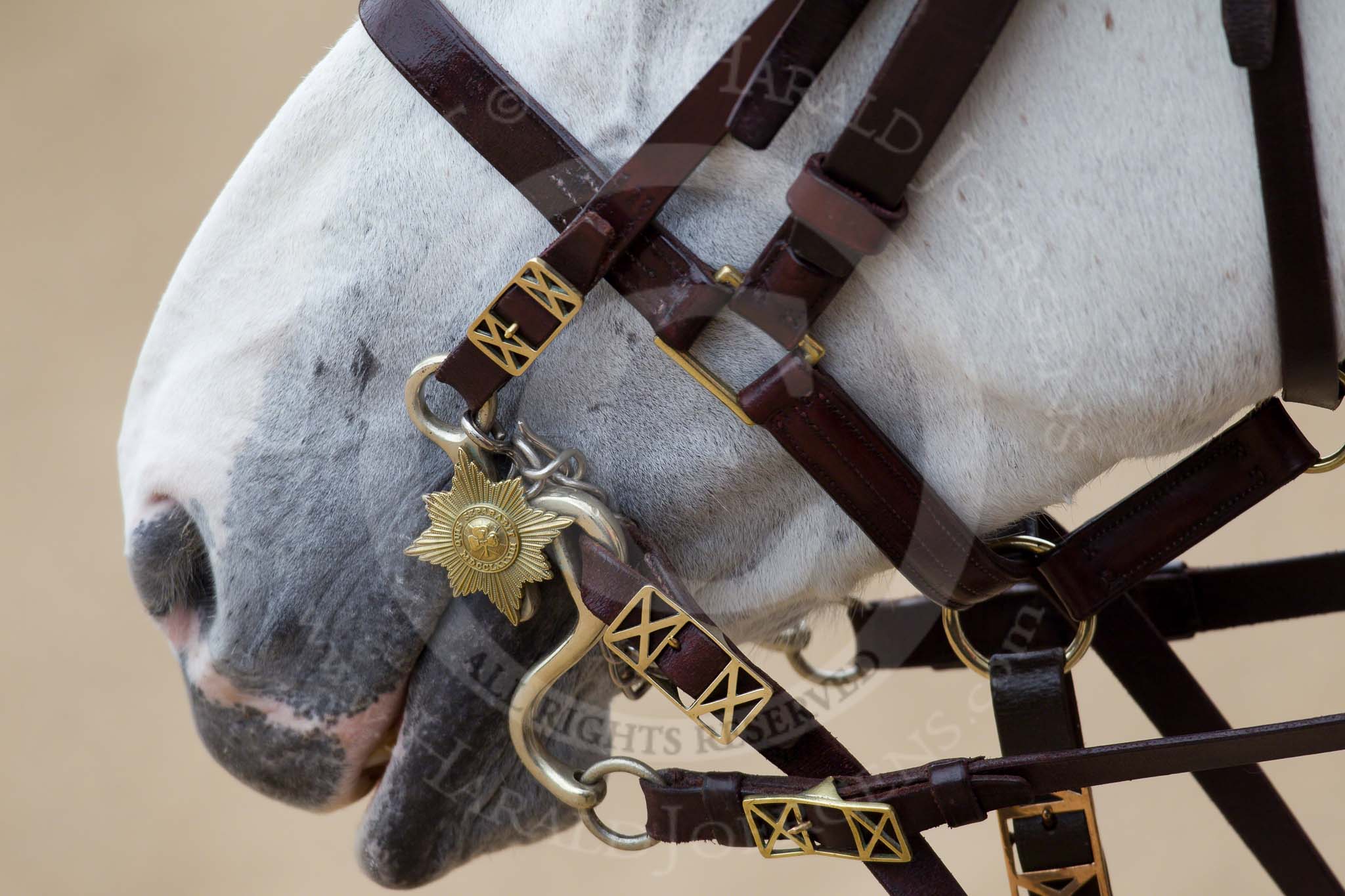 Trooping the Colour 2010: Close up of a horse's head with English bridle (Please correct me if this is the wrong word!).

Lots of detail when watched at full resolution..
Horse Guards Parade, Westminster,
London SW1,
Greater London,
United Kingdom,
on 12 June 2010 at 11:11, image #107