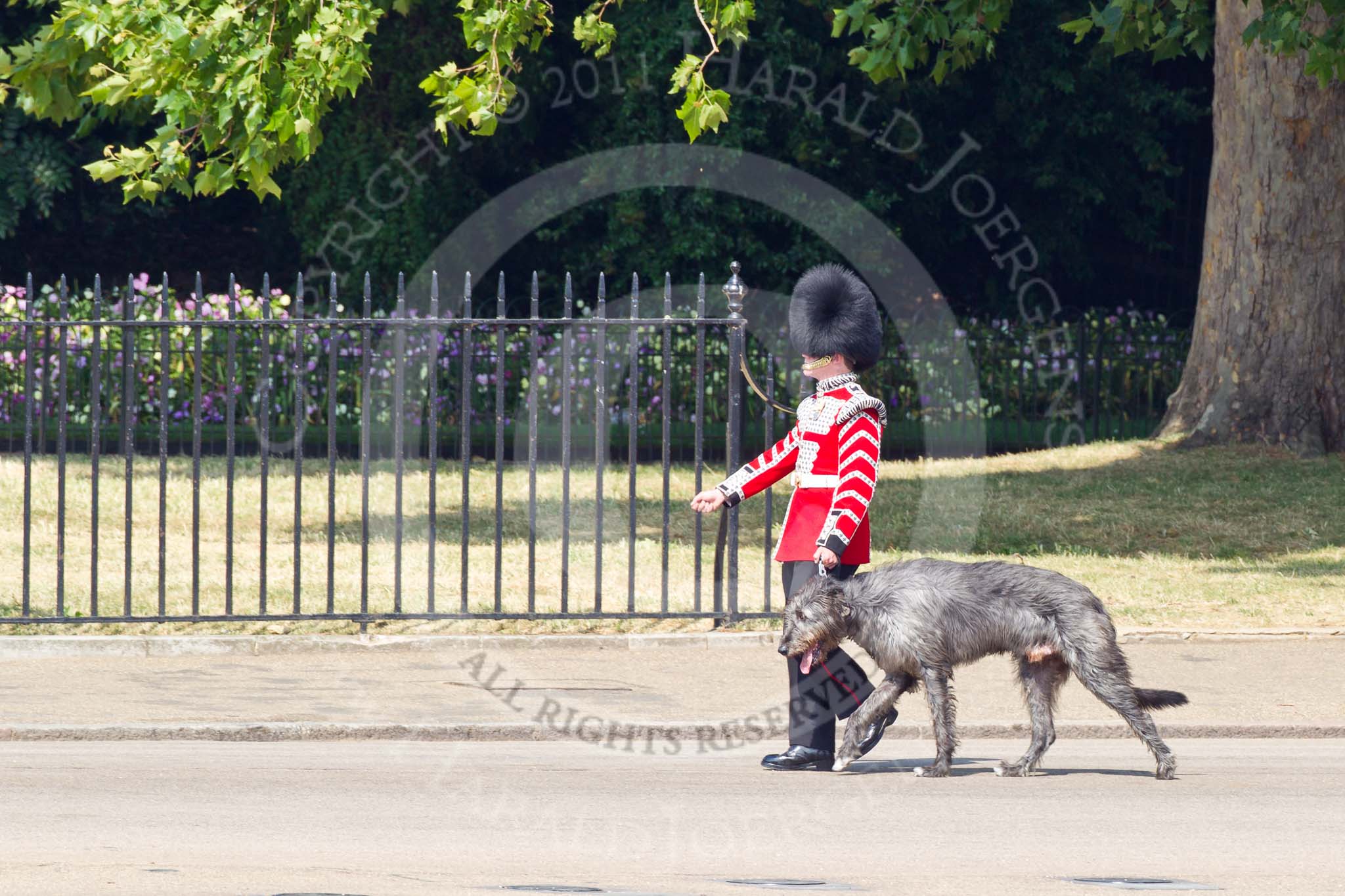 The Colonel's Review 2011: Conmael, an Irish Wolfhound, the Mascot of the Irish Guards, with his handler, a Drummer from the Irish Guards..
Horse Guards Parade, Westminster,
London SW1,

United Kingdom,
on 04 June 2011 at 10:11, image #6