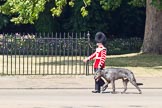 The Colonel's Review 2011: Conmael, an Irish Wolfhound, the Mascot of the Irish Guards, with his handler, a Drummer from the Irish Guards..
Horse Guards Parade, Westminster,
London SW1,

United Kingdom,
on 04 June 2011 at 10:11, image #6