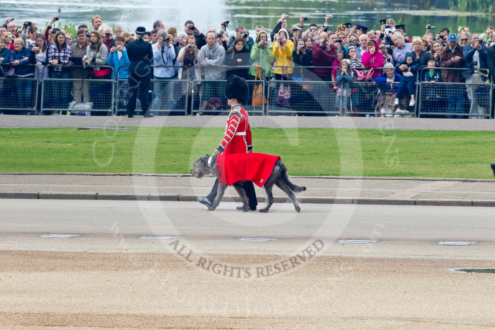 Trooping the Colour 2011: Conmael, an Irish Wolfhound, is the Regimental Mascot of the Band of the Irish Guards. All Regimental dogs have been named after the High Kings and Legendary Chieftains of Ireland. 
Conmael has also been at the Royal Wedding in 2011. Conmael does not take part in the parade.

He is led here by his handler, a member of the Corps of Drums, on Horse Guards Road, in front of spectators watching the parade from St Jame's Park..
Horse Guards Parade, Westminster,
London SW1,
Greater London,
United Kingdom,
on 11 June 2011 at 10:13, image #15