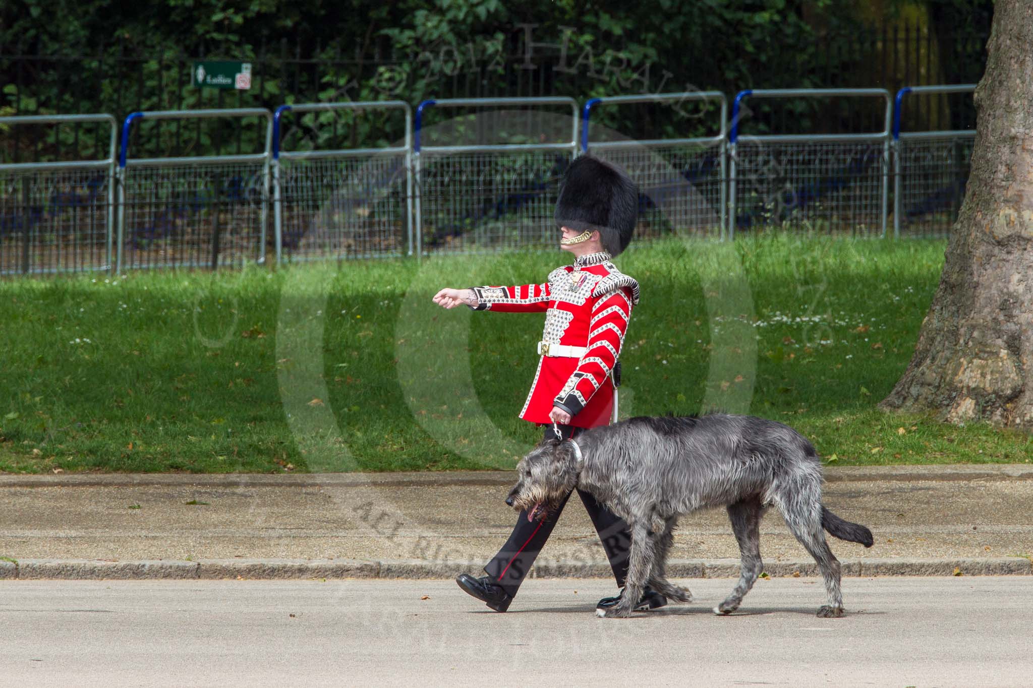 The Colonel's Review 2012: Conmael, an Irish Wolfhound, and mascot of the Irish Guards, with his handler marching along St. James's Park, on the Northern side of Horse Guards Parade..
Horse Guards Parade, Westminster,
London SW1,

United Kingdom,
on 09 June 2012 at 10:22, image #43