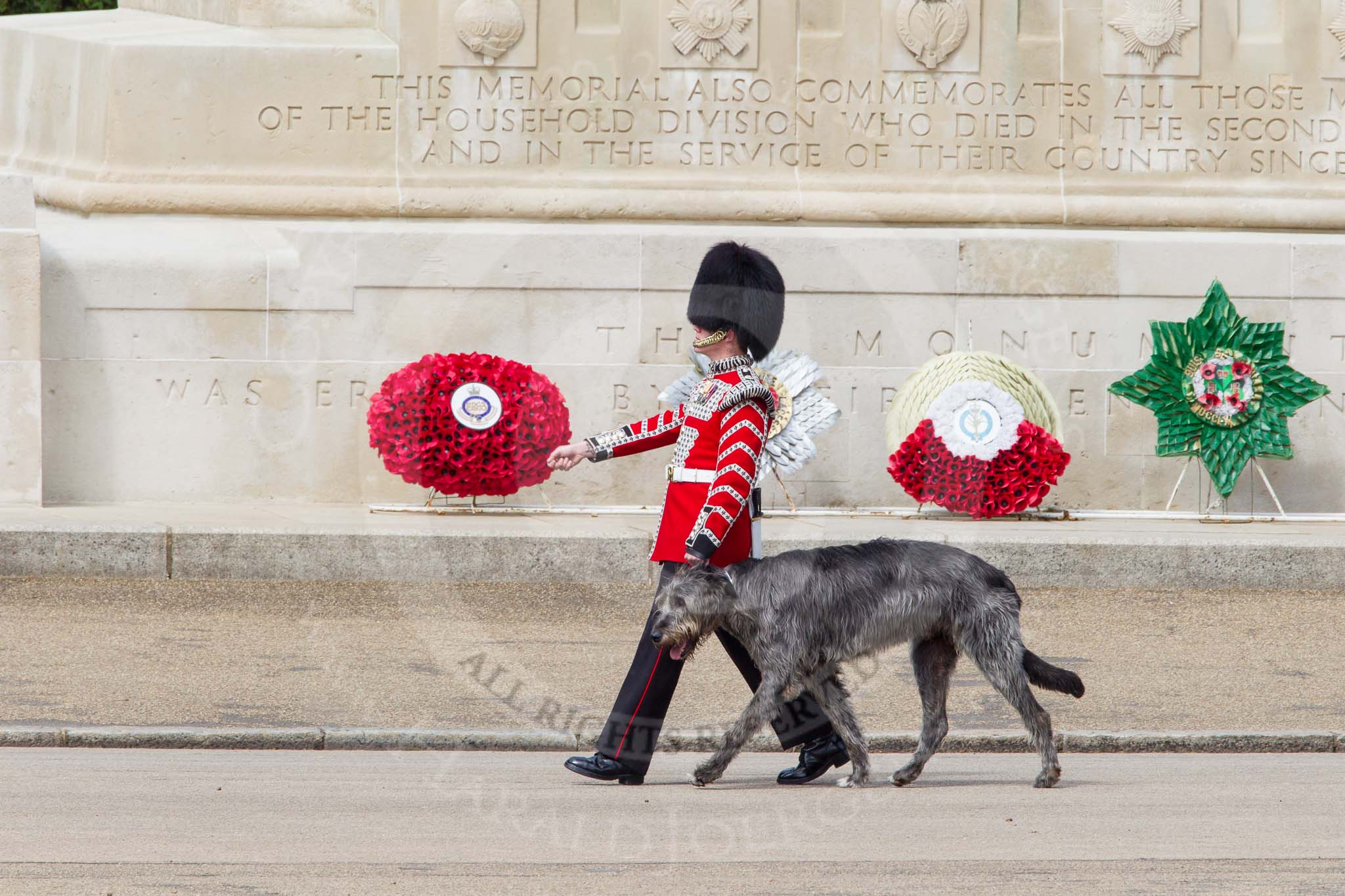 The Colonel's Review 2012: Conmael, an Irish Wolfhound, and mascot of the Irish Guards, with his handler marching past the Guards Memorial..
Horse Guards Parade, Westminster,
London SW1,

United Kingdom,
on 09 June 2012 at 10:22, image #44